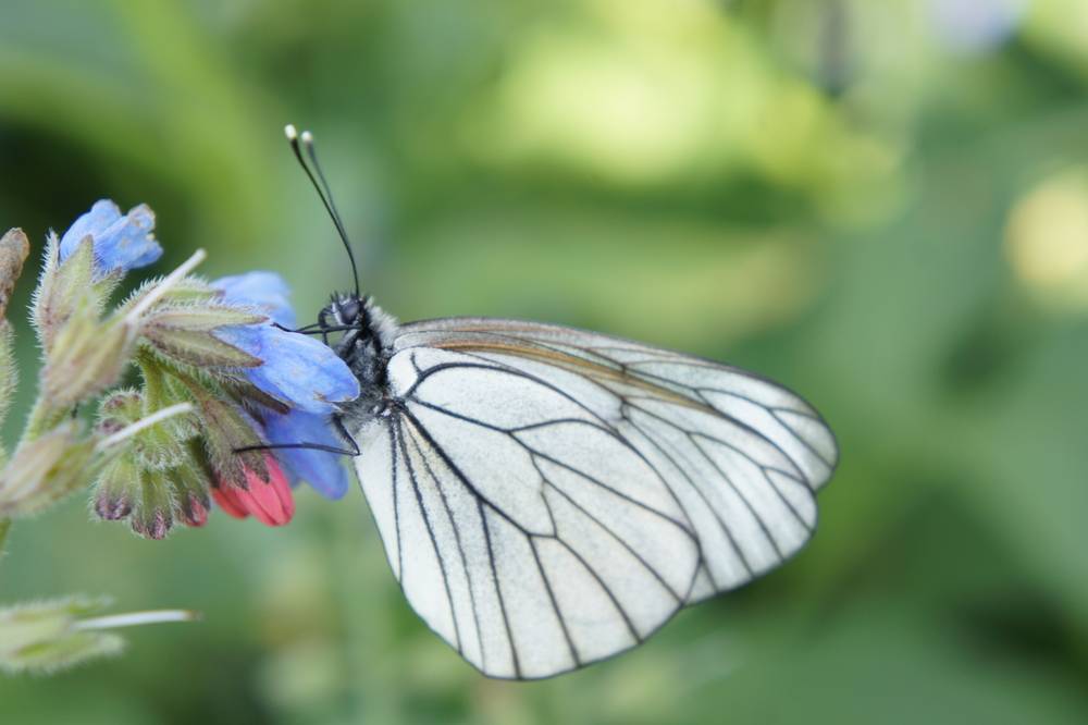 Cabbage White